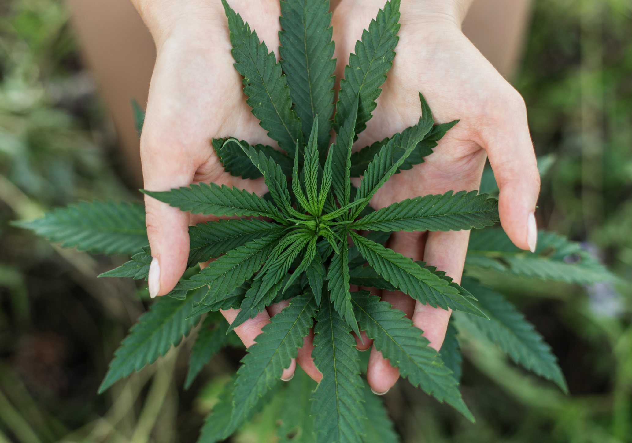 woman's hands holding leafs of medicine marijuana